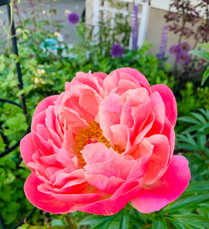 bright pink peony flower