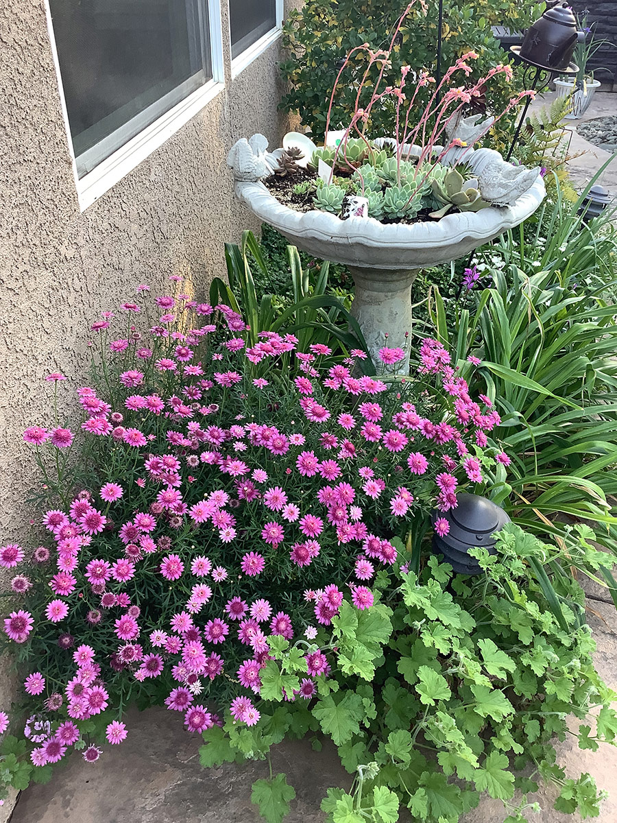 succulents growing in birdbath next to purple flowers