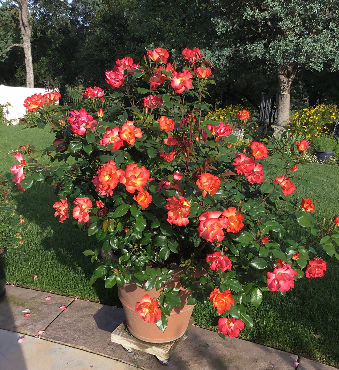 pink and orange rose bush growing in a pot on edge of patio