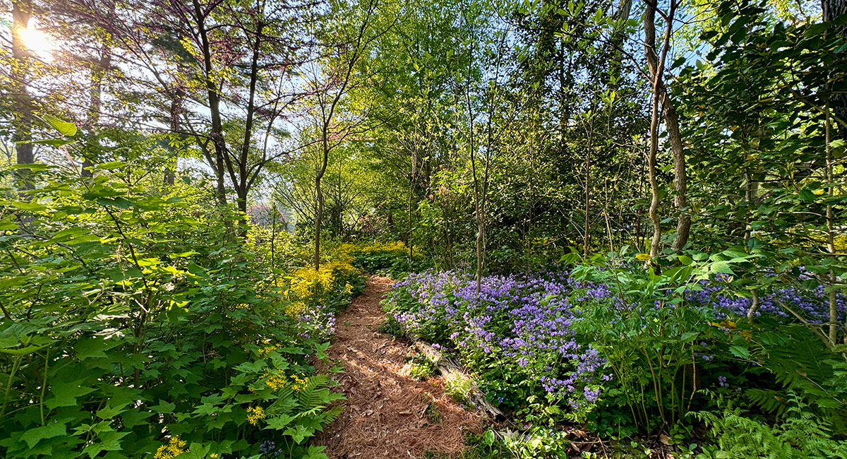 woodland garden with path cutting through