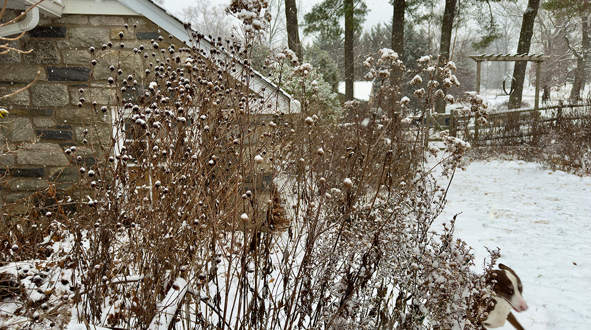 garden covered in snow