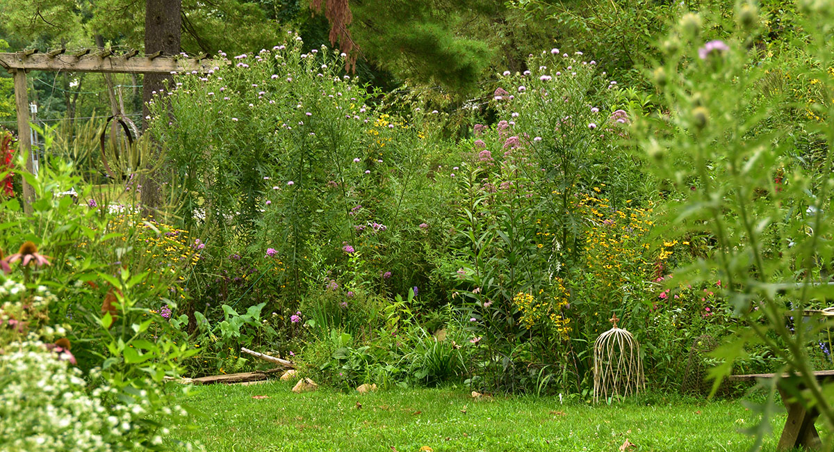 native plant garden