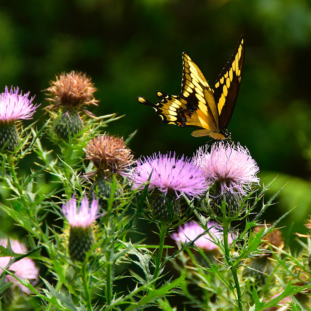 butterfly on thistle on flower