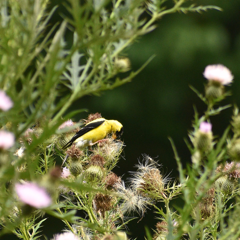 goldfinch bird on thistle flower