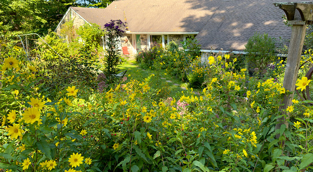 native sunflower in habitat garden