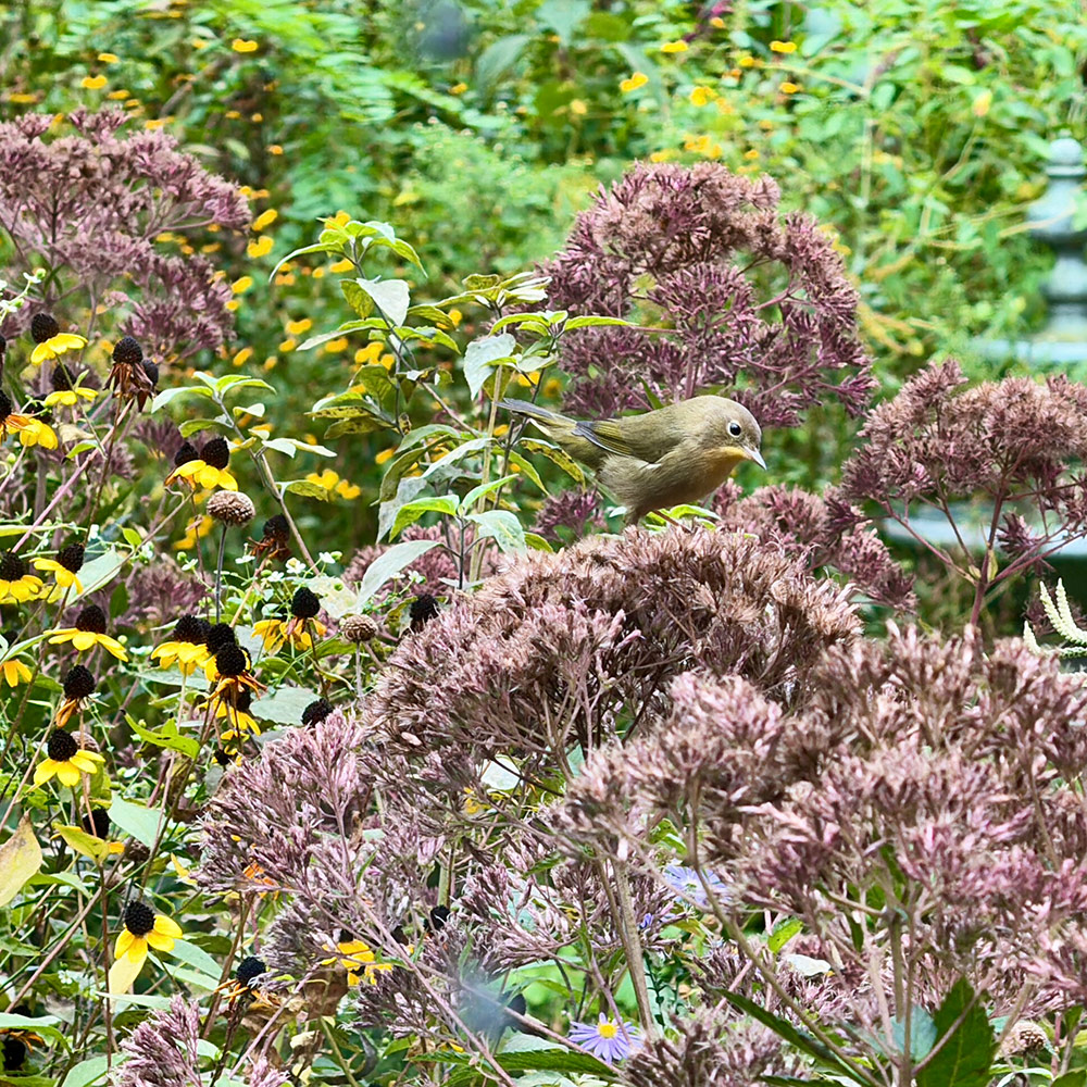 bird on dusty pink flowers