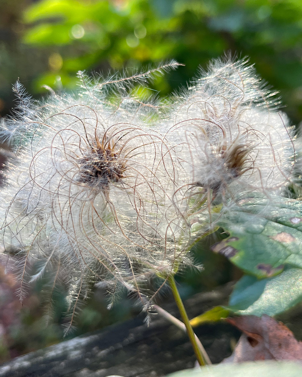 fluffy clematis seed head