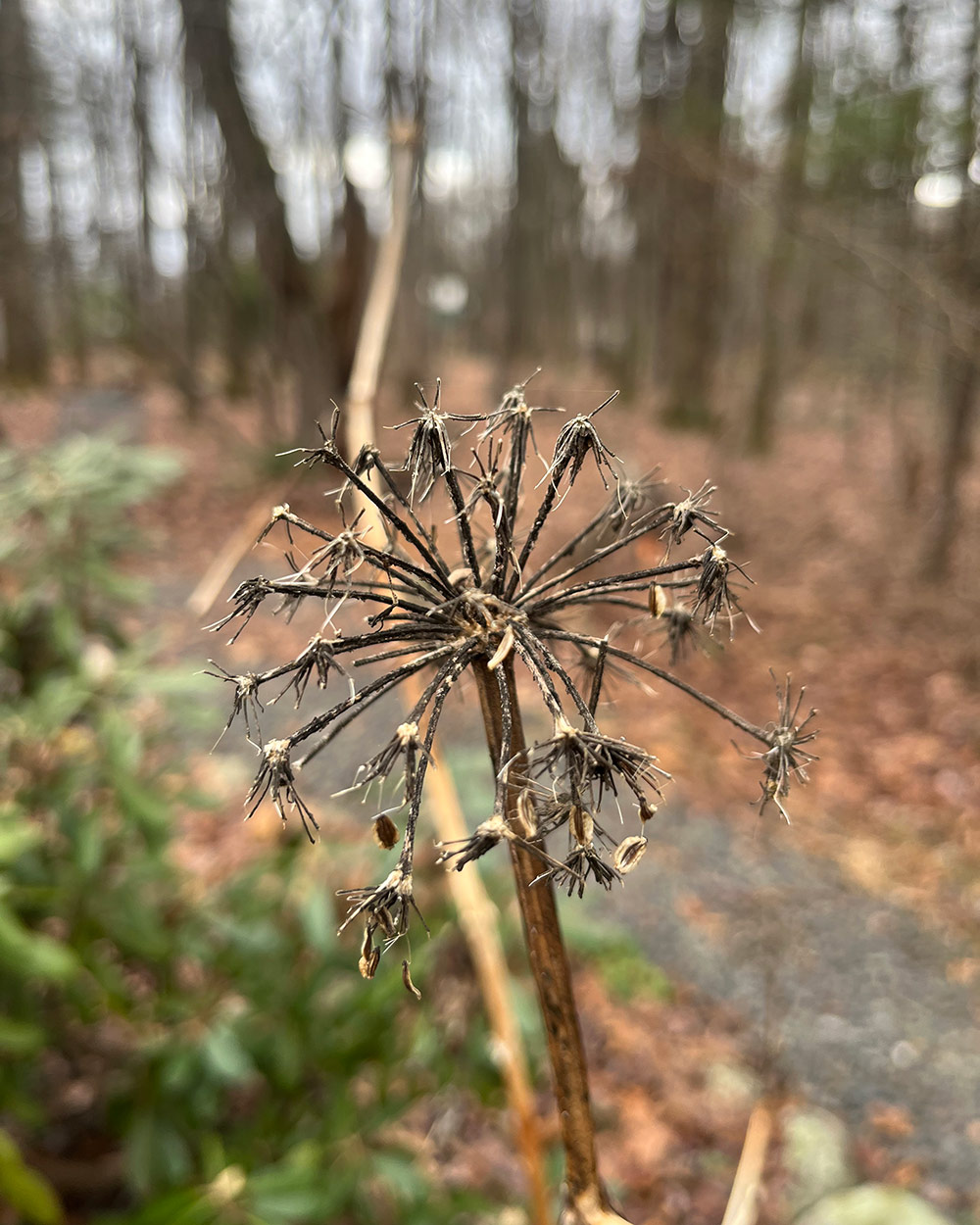 seed head with all seeds removed