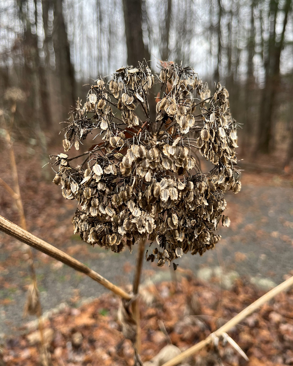 seed head with seeds still intact