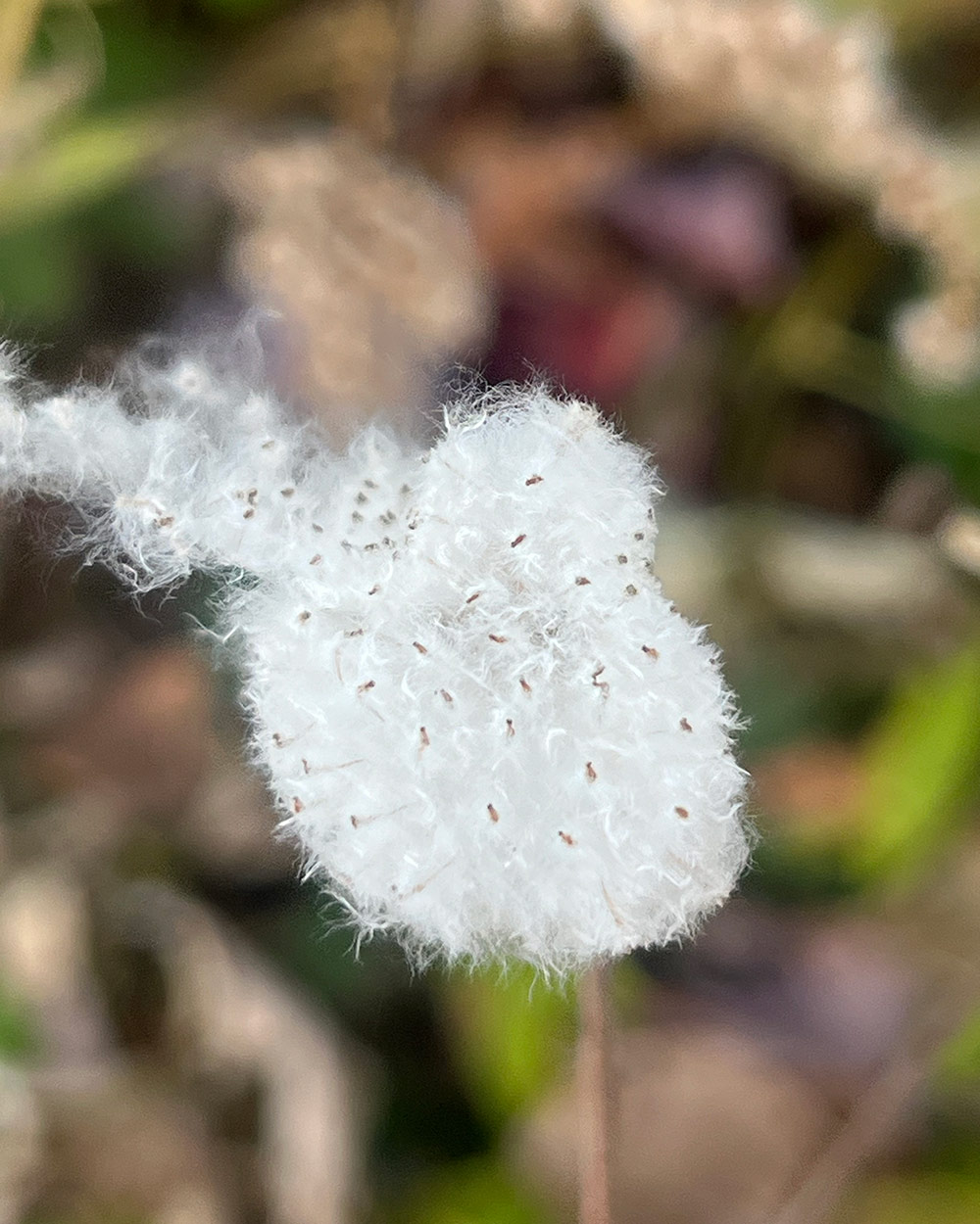 Japanese anemome seedhead