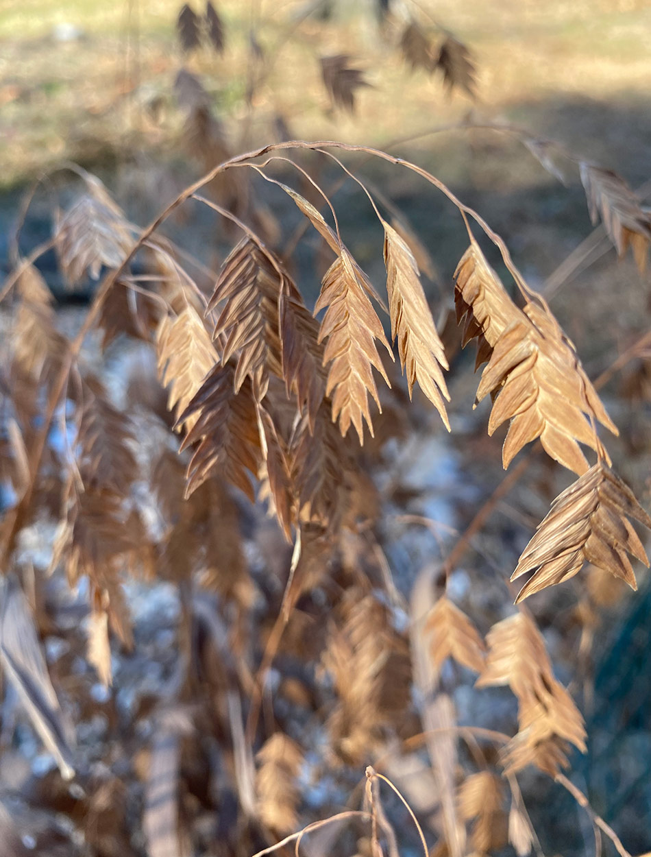 seed heads on ornamental grass