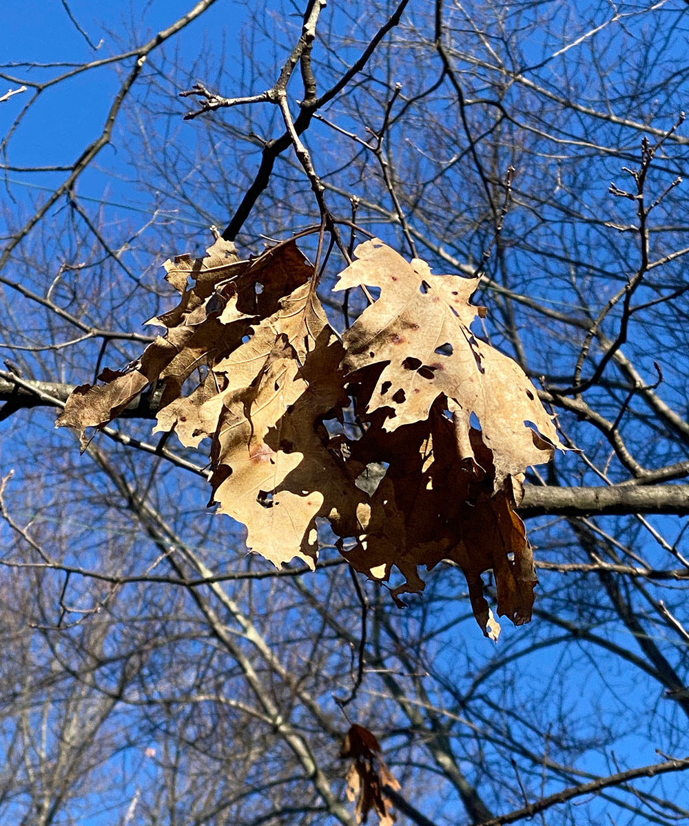 dead leaves remaining on oak tree