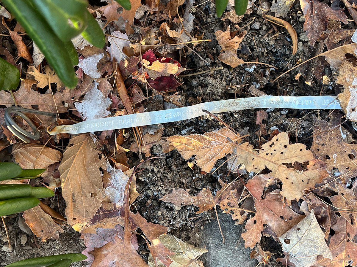 fallen leaves on the ground