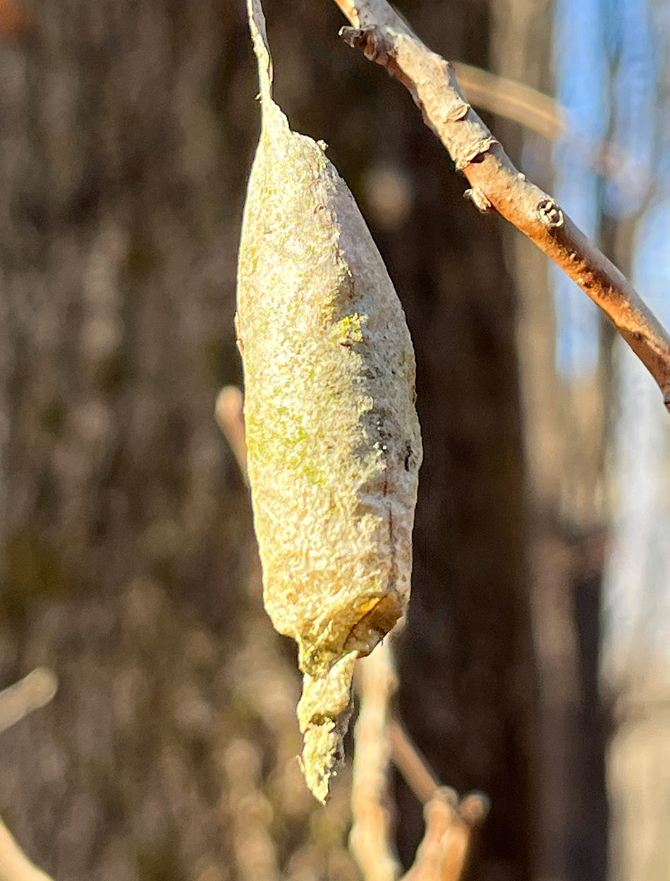 moth egg sack on stem