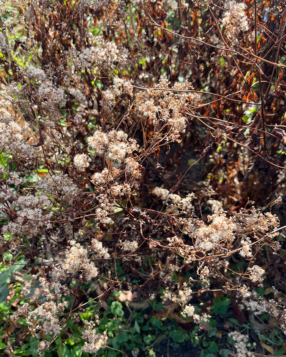 shrub covered in seed heads