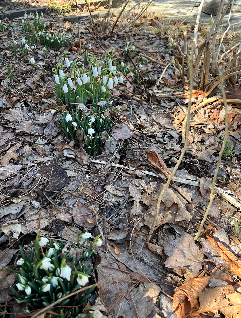 snow drops growing through a cover of fallen leaves