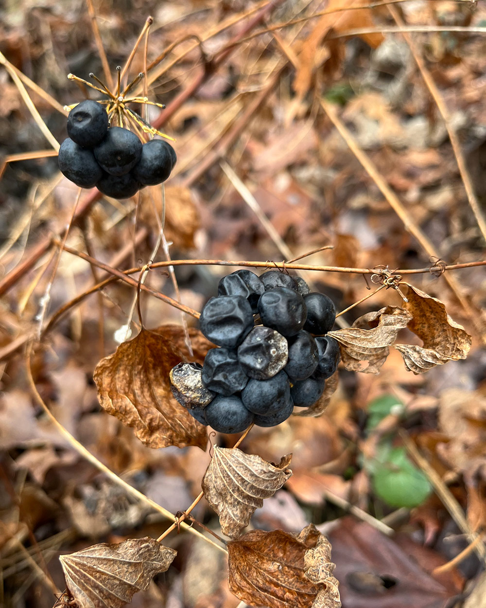 dark blue berries in fall