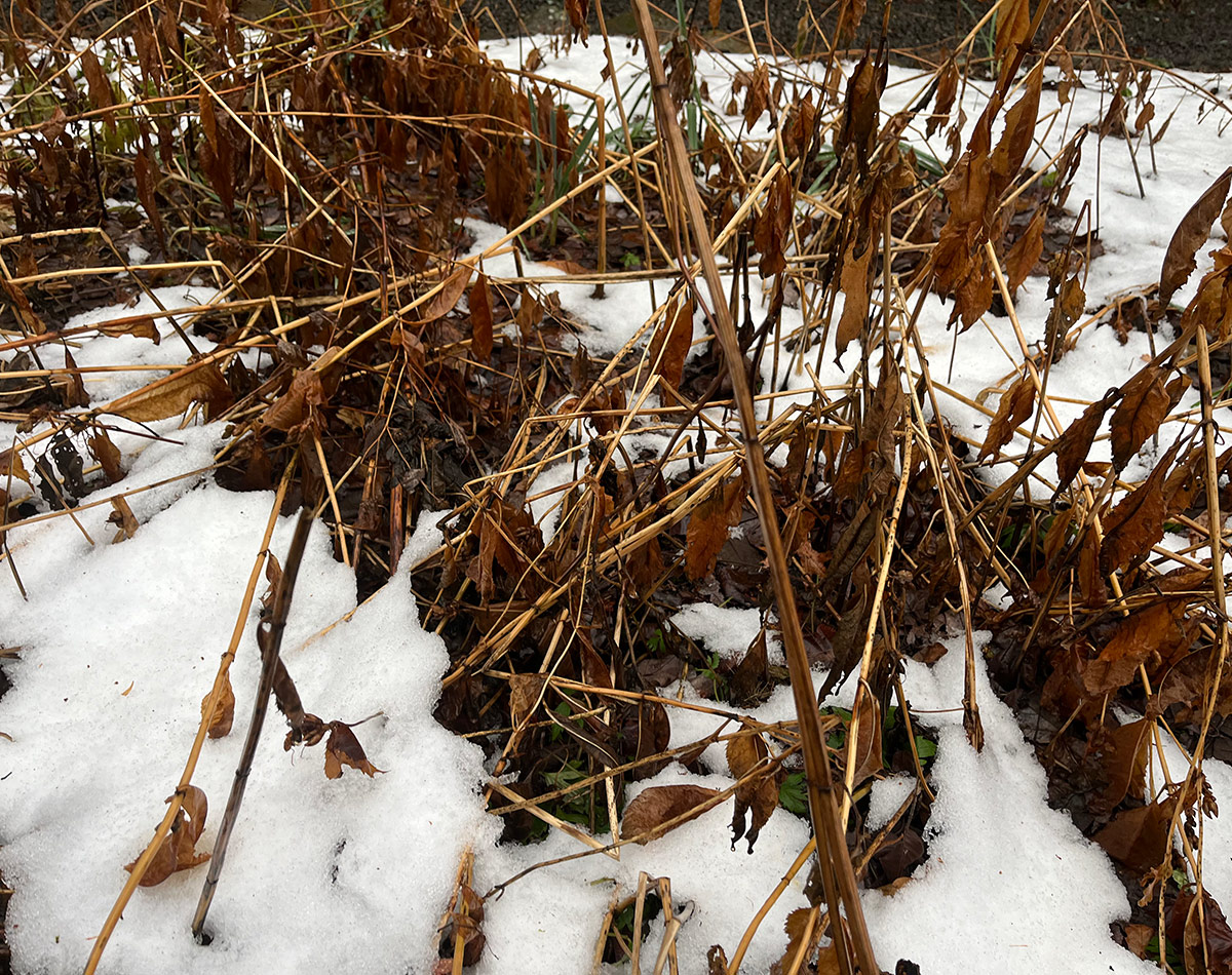 perennials surrounded by snow in winter