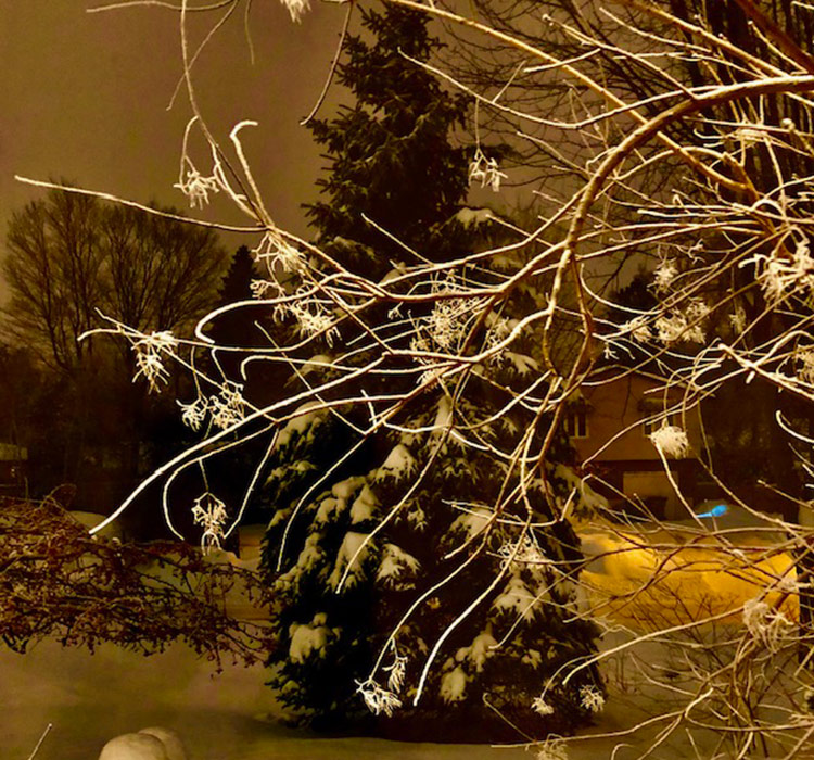 tree branch covered in layer of snow and ice