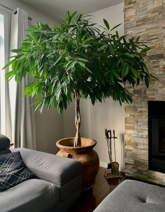 small tree in a pot indoors