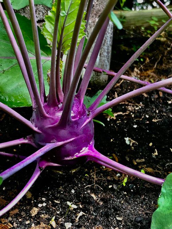 close up of mature kohlrabi in the ground