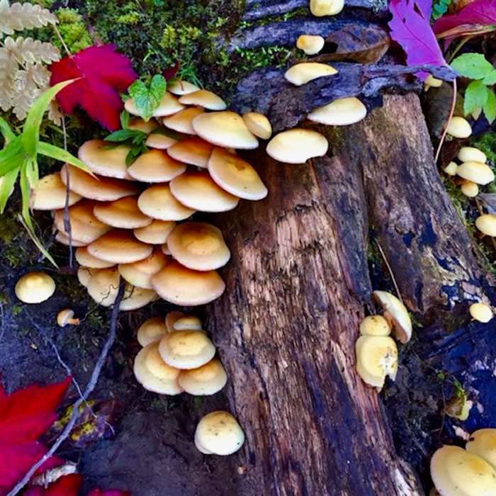 tree stump covered in mushrooms