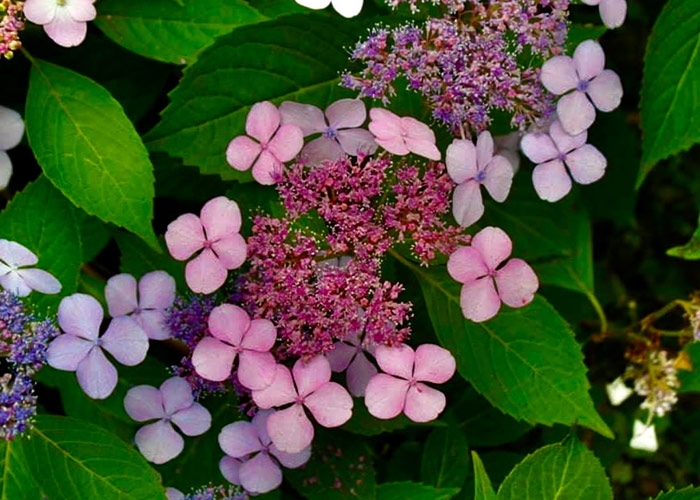 close up of pink hydrangea