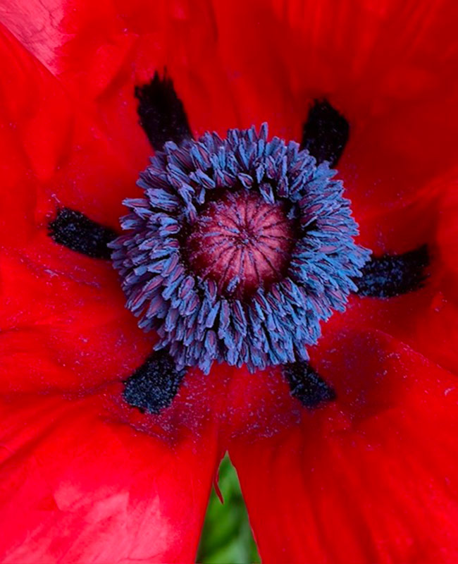 close up of center of poppy flower