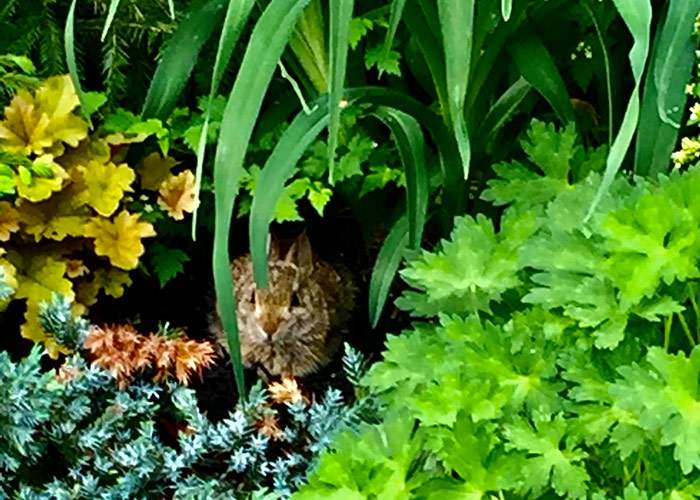 rabbit hidden in garden