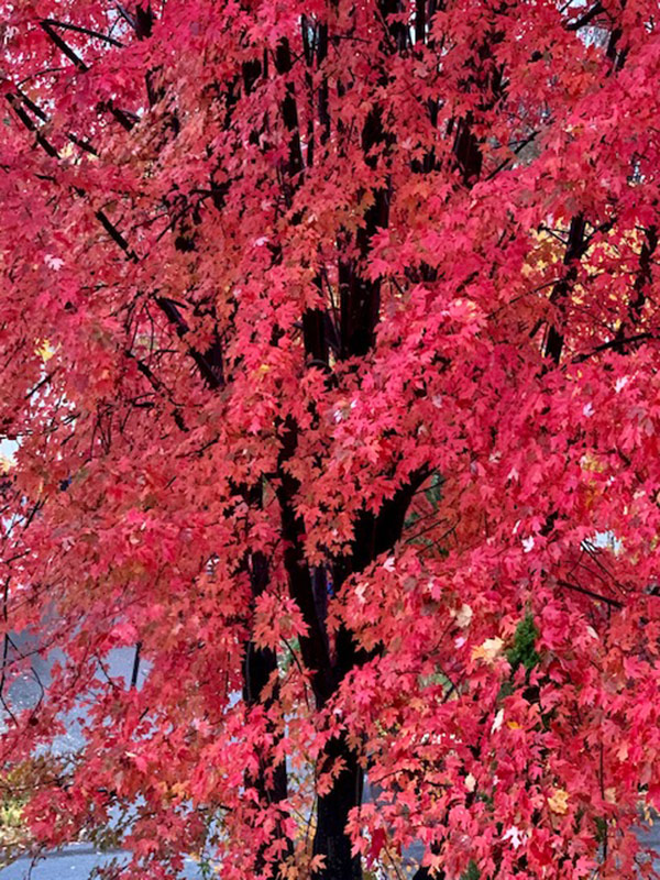 tree with bright red leaves in fall