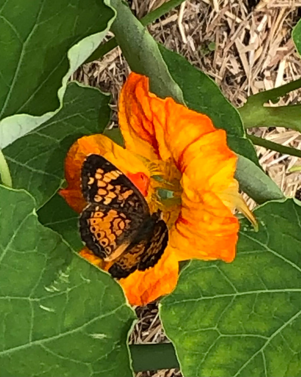 butterfly on bright orange flower