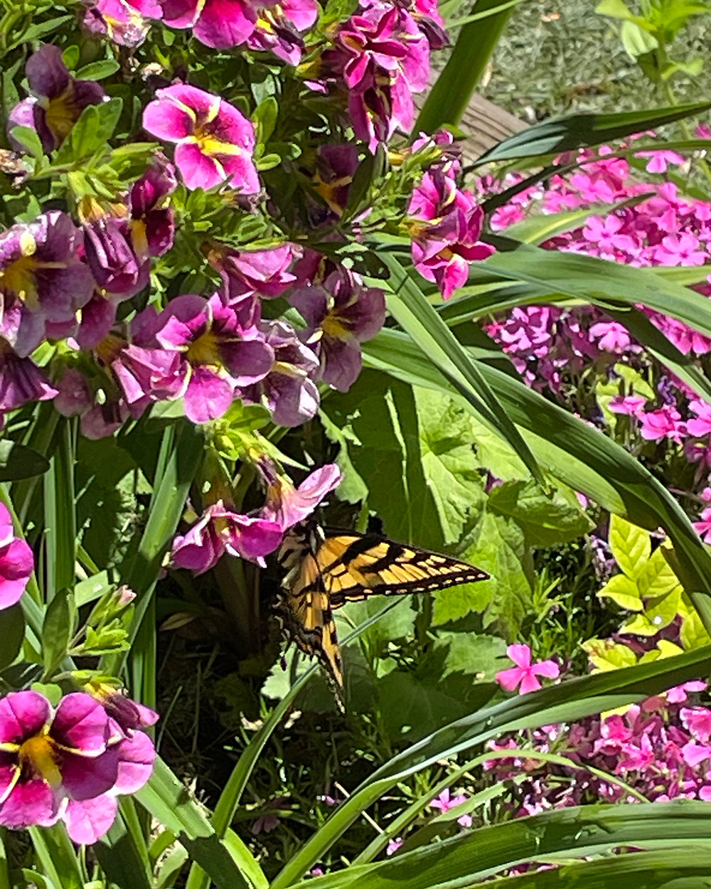 butterfly on pink striped flowers