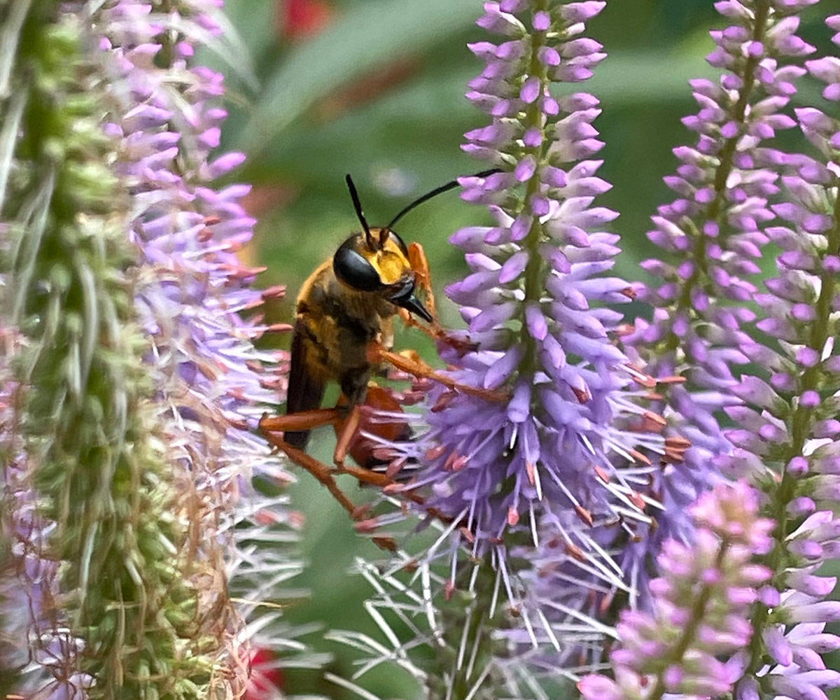 wasp on purple flowers