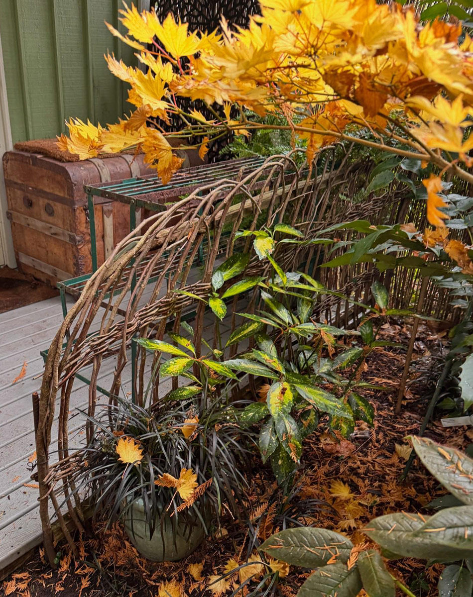 colorful foliage plants in front of garden shed