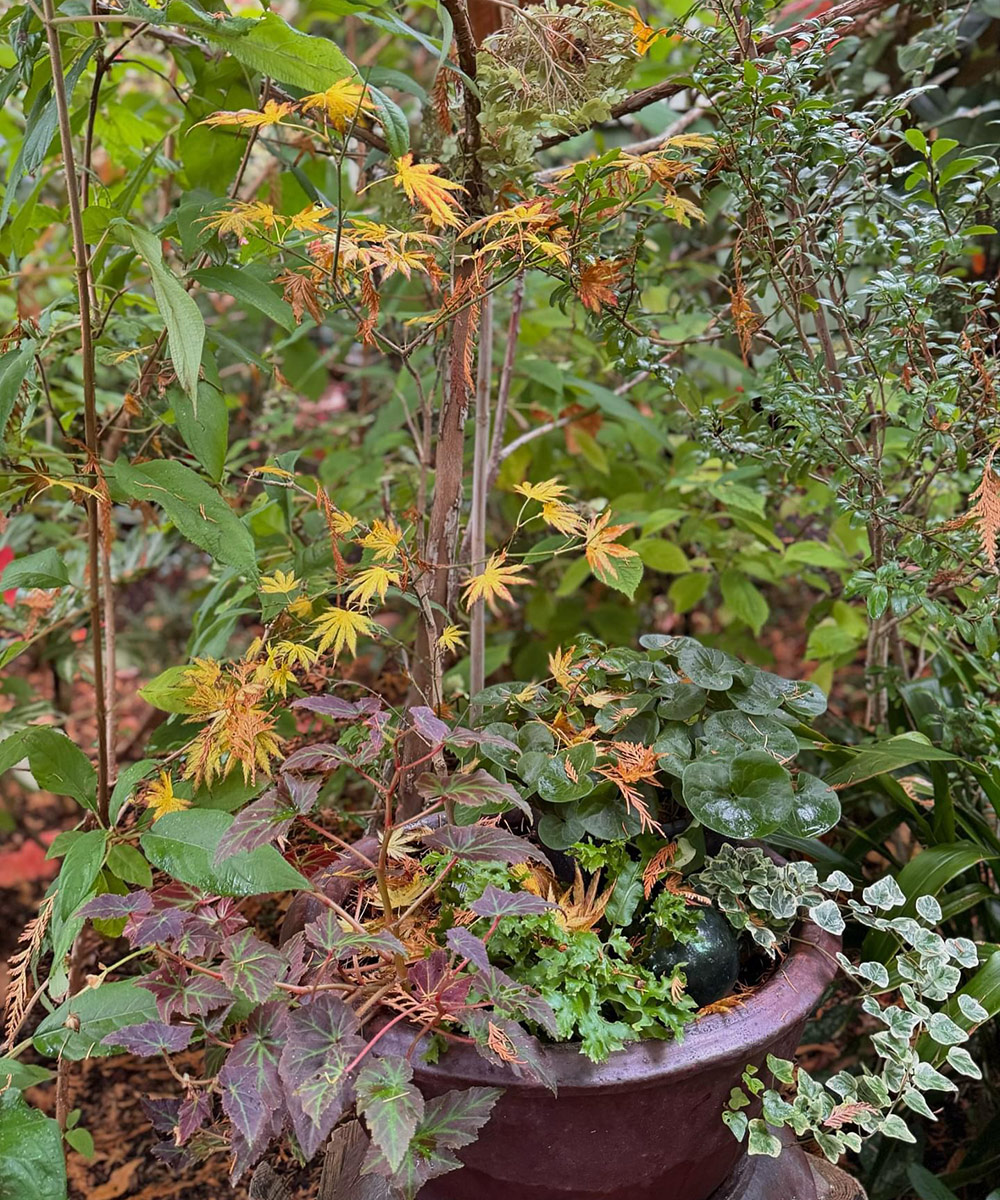 container with interesting foliage plants