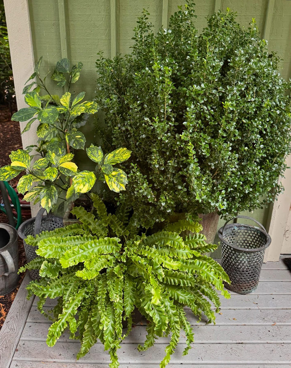 foliage plants with interest texture in containers