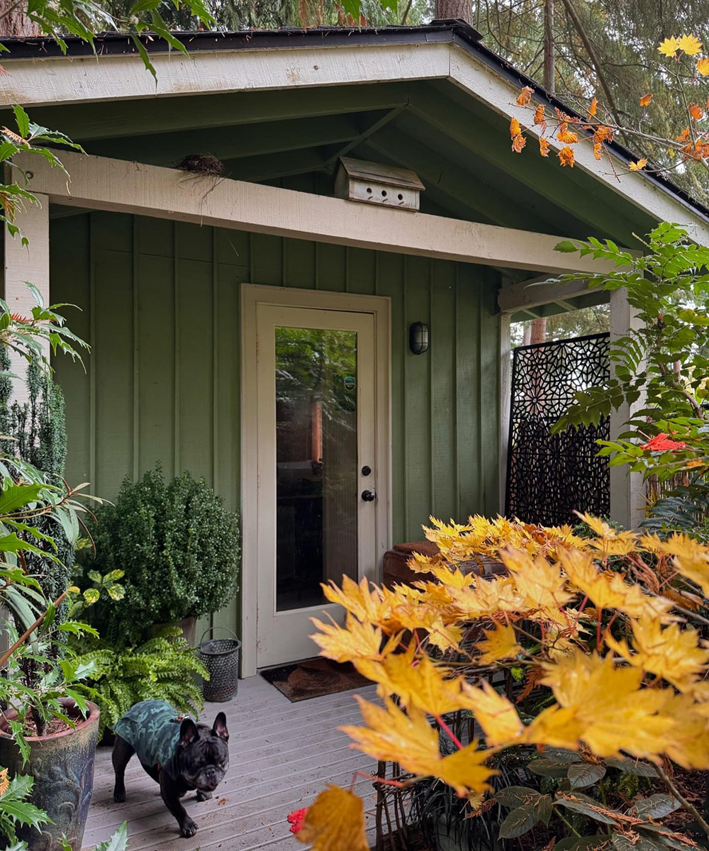 dog in front of garden shed