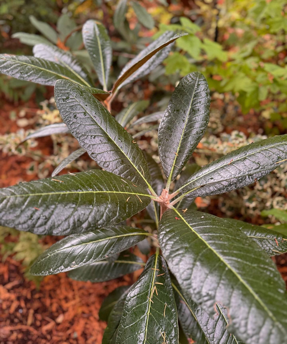 close up of dark green shiny foliage