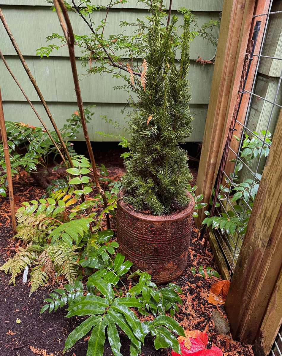 garden vignette with potted conifer