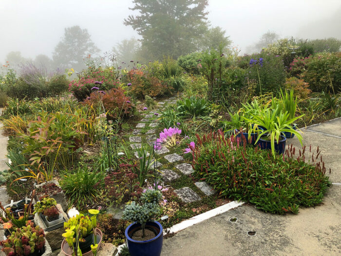 foggy garden in early fall