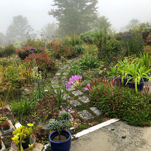 foggy garden in early fall