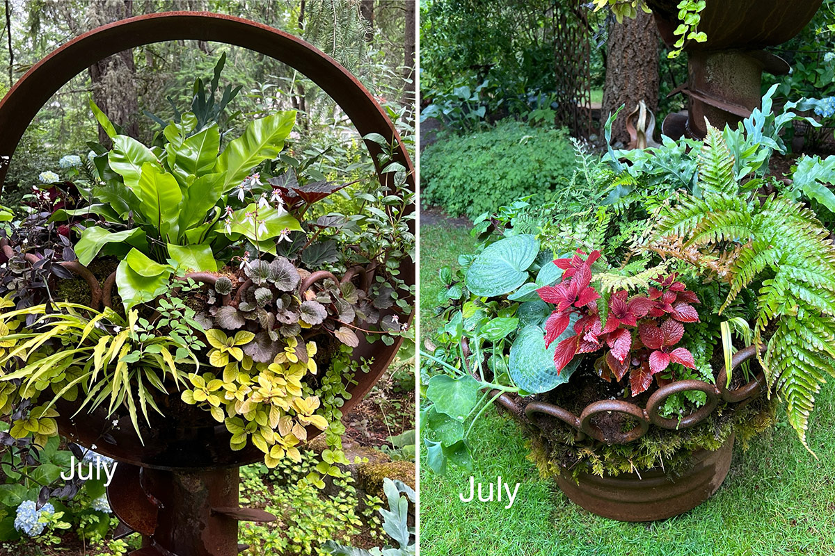 close up of container plantings in july