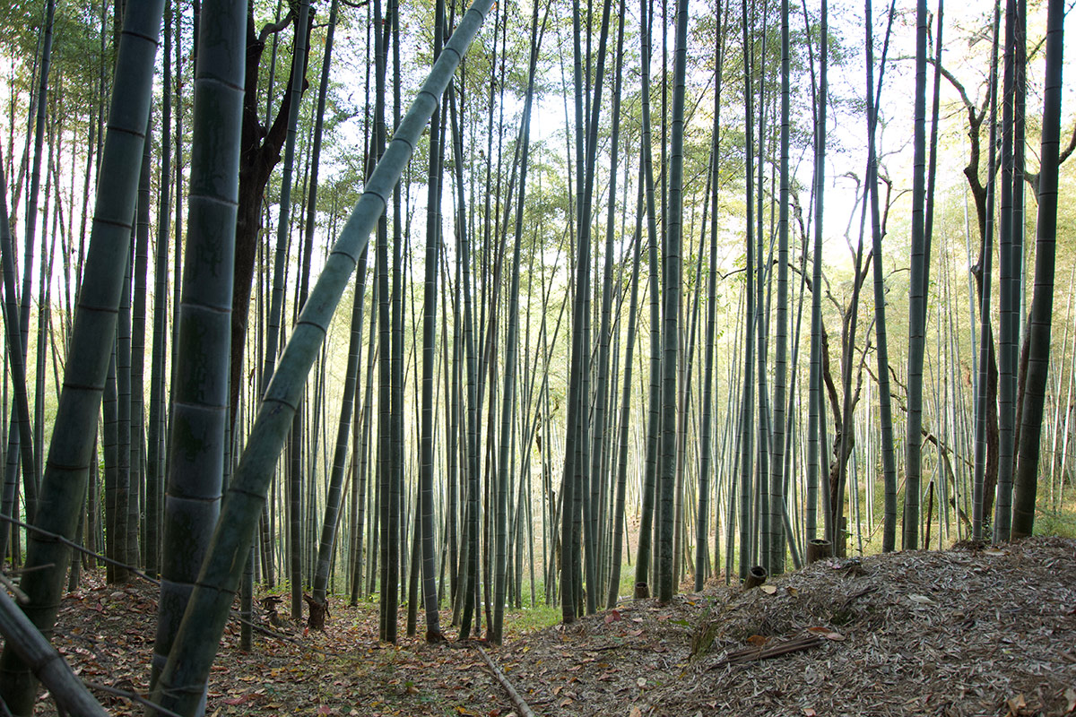 bamboo forest in Kyoto