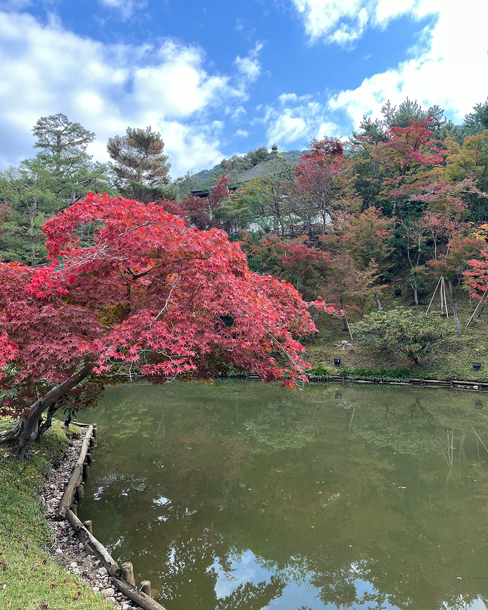 bright red foliage in Kodaiji Temple grounds