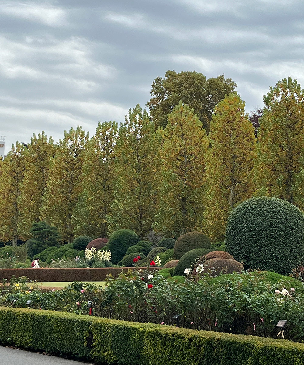 formal hedges at Shinjuku Gyoen national garden