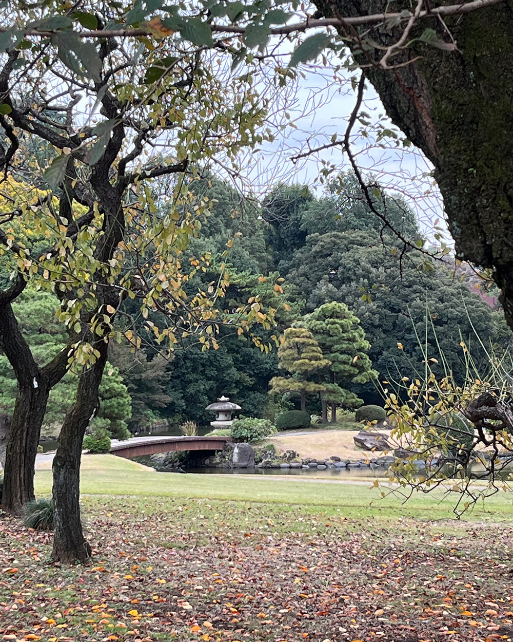 open field and small bridge at Shinjuku Gyoen national garden