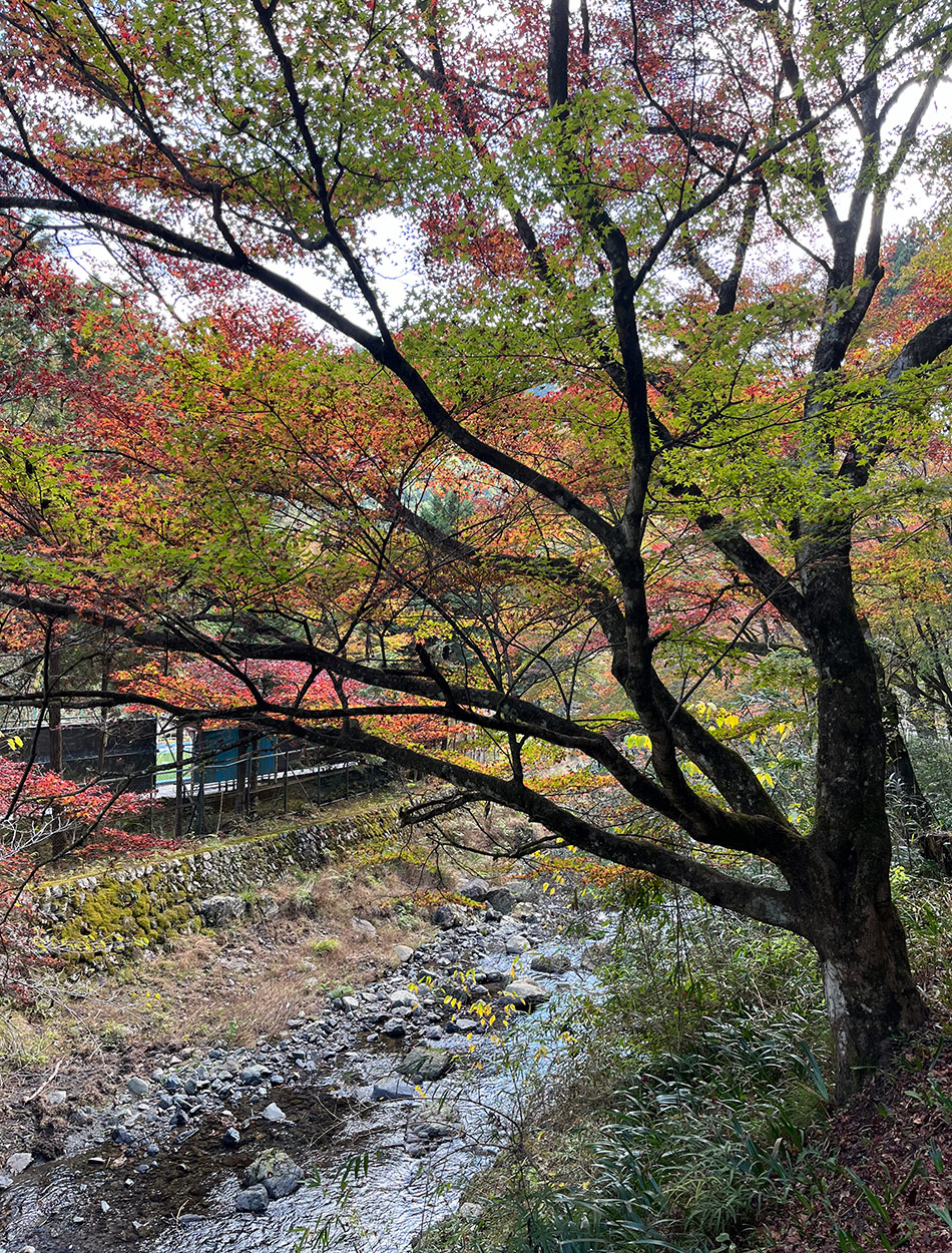 fall foliage in Kyoto