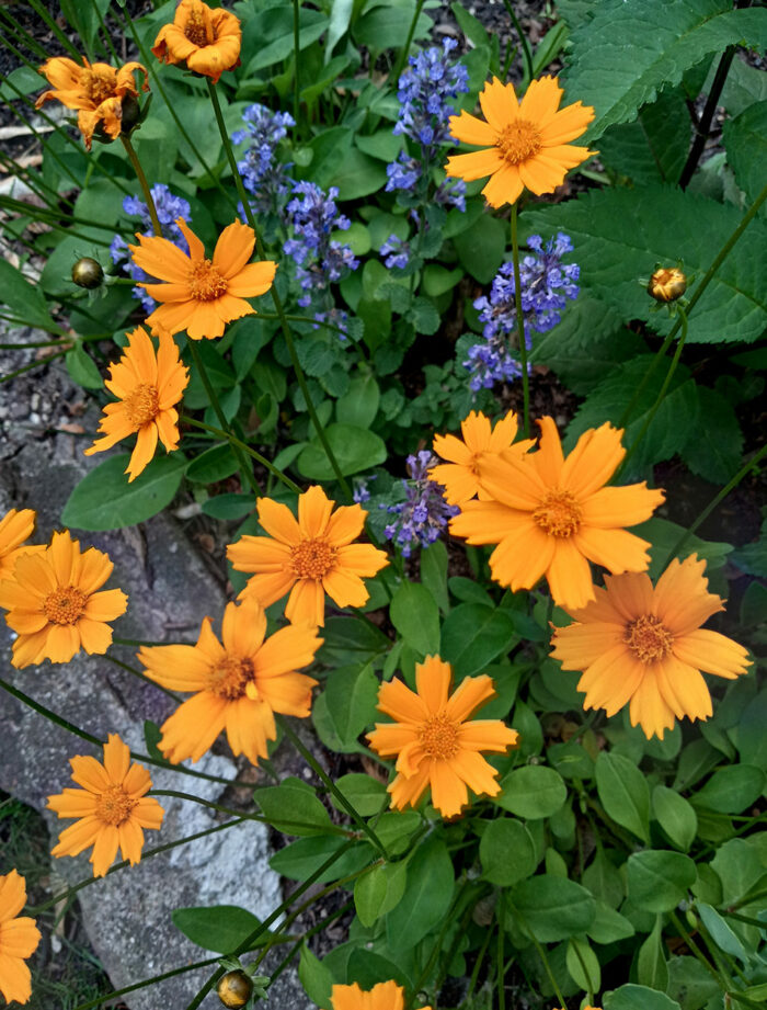 bright yellow flowers with small blue flowers