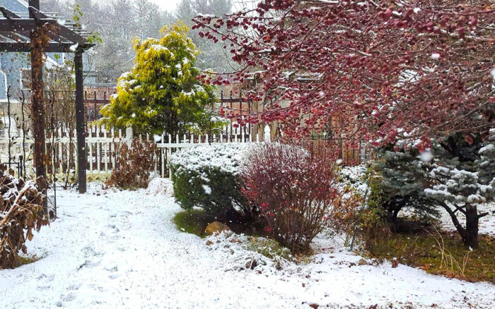 bright chartreuse conifer in the middle of snow covered garden