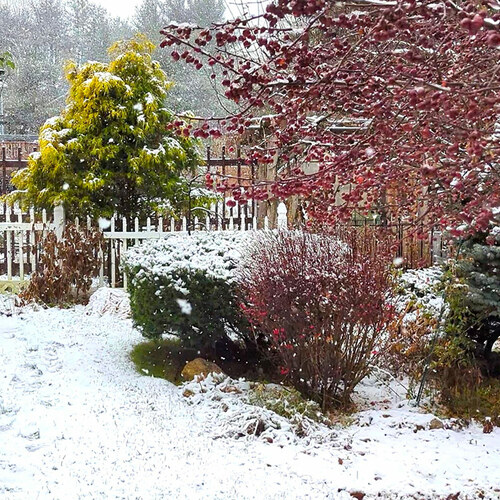 bright chartreuse conifer in the middle of snow covered garden